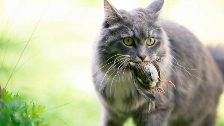 Polujący kot domowy i jego wpływ na środowisko